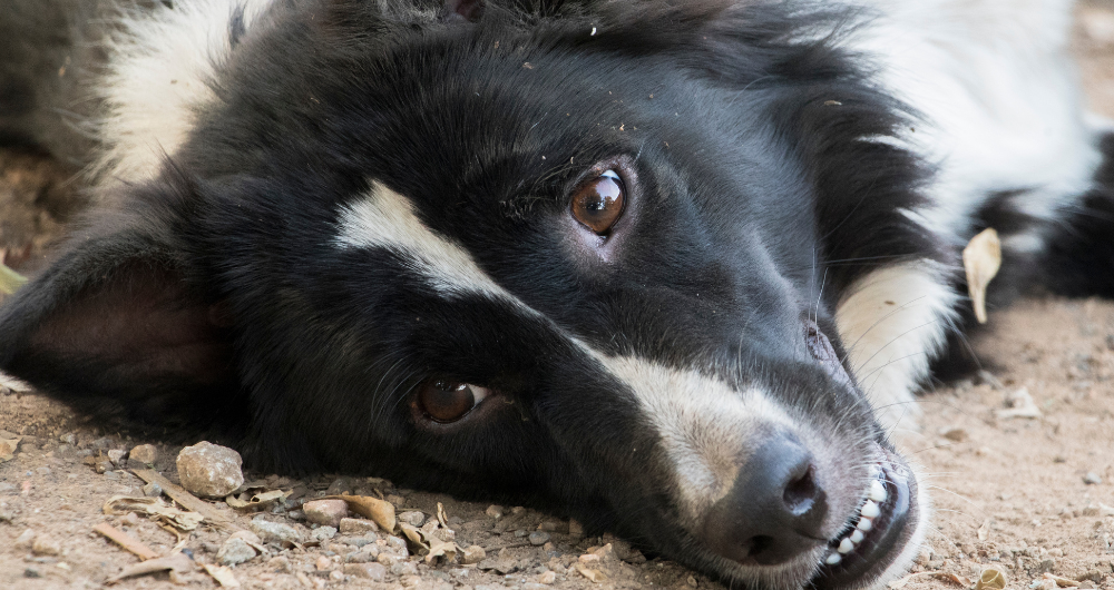 border collie dog - very good girl