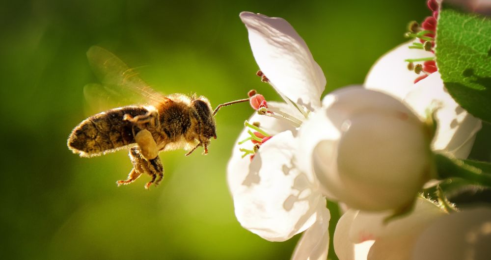 Bee hovering over white flower