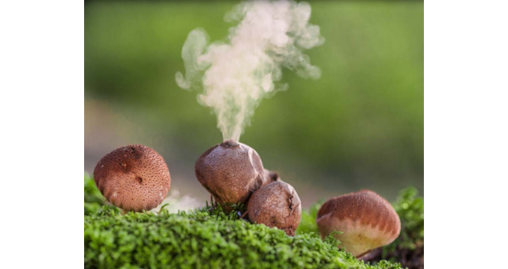 Group of fundi releasing spores